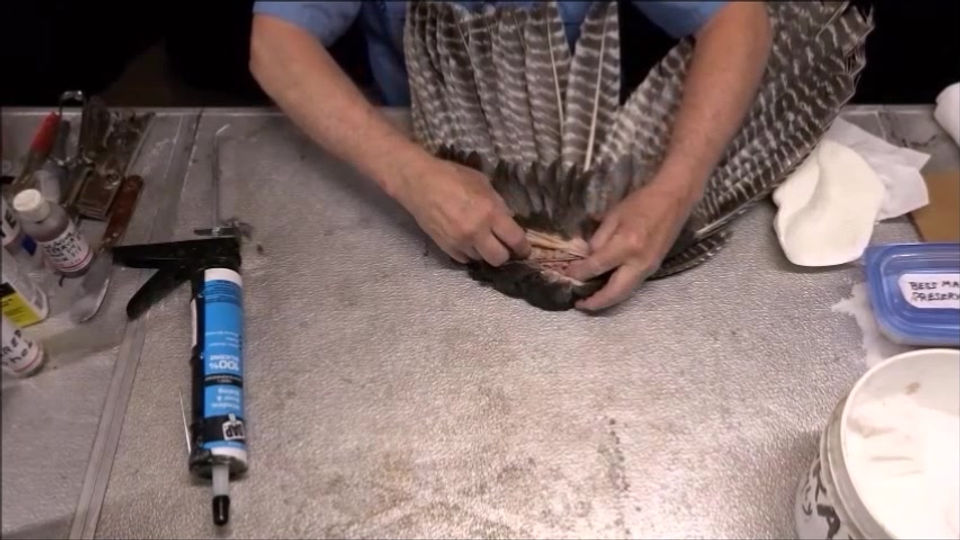 The War Bird Indian face, The Boneless method for skinning and mounting Part 1 continued